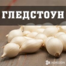 Цибуля Гледстоун (Сноубол) Broer - 20 кг