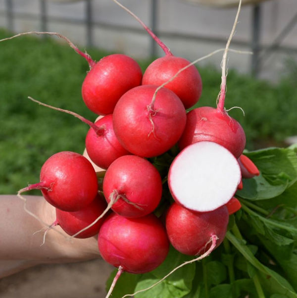 Редис Глориет F1 (Семена) Sakata - 10 000 шт