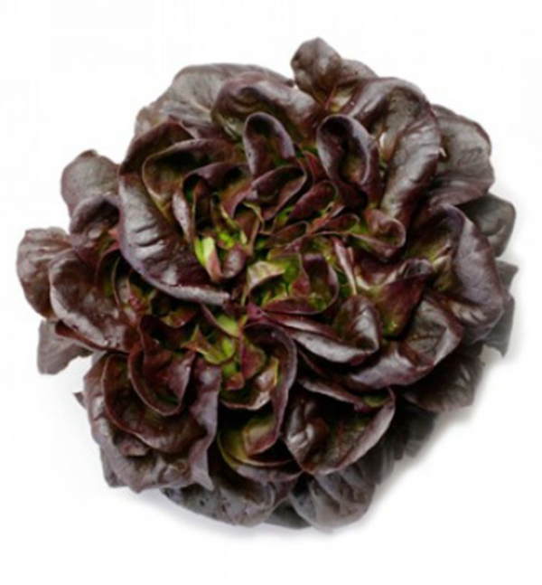 Салат Гоген (Насіння) Rijk Zwaan - 5000 драже