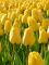 Бокс тюльпанів 72111 Holland Bulb Market - 400 цибулин