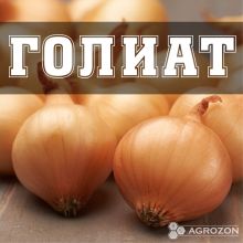 Лук Болеро (Голиат, Стурон) Broer - 20 кг