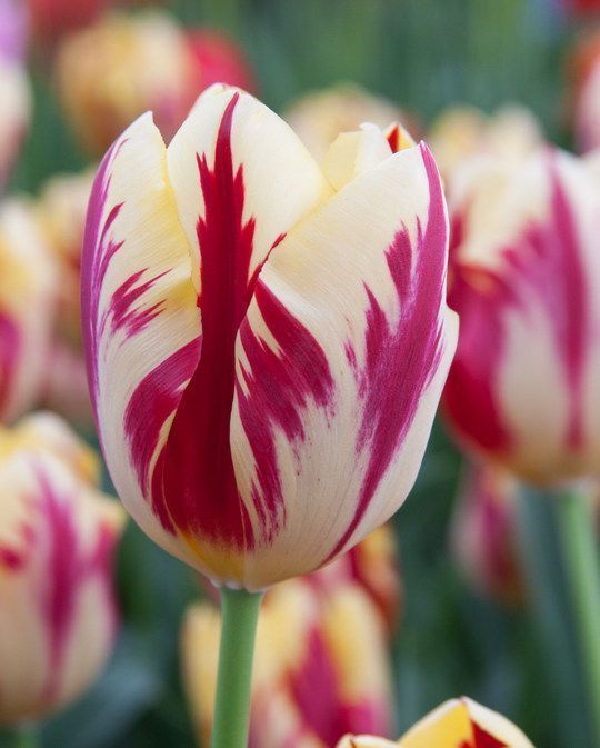 Бокс тюльпанів 72130 Holland Bulb Market - 300 цибулин