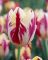 Бокс тюльпанів 72130 Holland Bulb Market - 300 цибулин