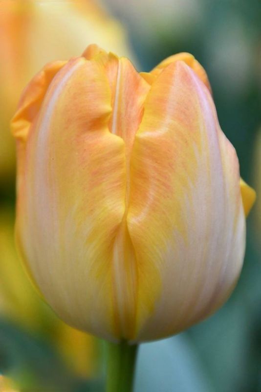 Бокс тюльпанів 72026 Holland Bulb Market - 400 цибулин