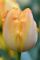 Бокс тюльпанів 72026 Holland Bulb Market - 400 цибулин
