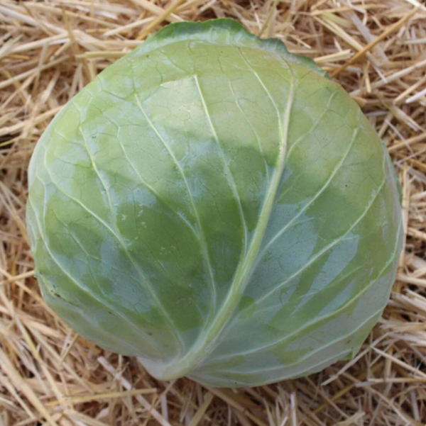 Капуста Грін Бой F1 (Насіння) Sakata - 1000 шт