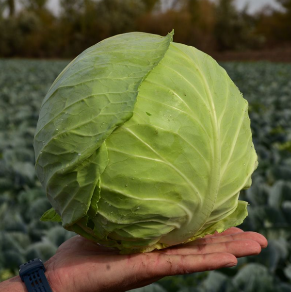 Капуста Грин Бой F1 (Семена) Sakata - 1000 шт