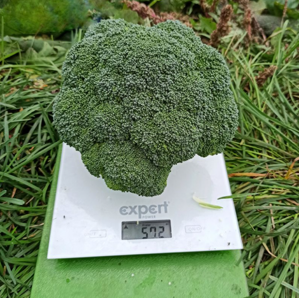 Капуста брокколи Грин Меджик F1 (Семена) Sakata - 1000 шт