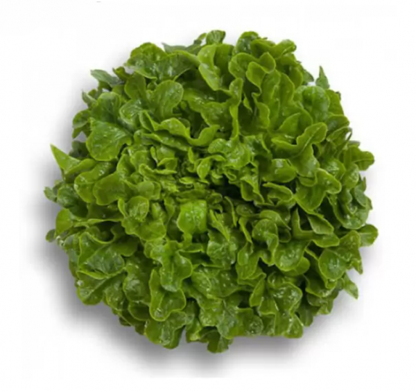 Салат Гумбольдт (Насіння) Rijk Zwaan - 5000 драже