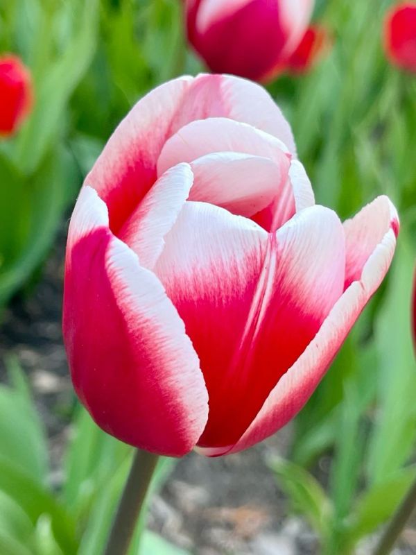 Бокс тюльпанів 72128 Holland Bulb Market - 300 цибулин