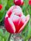 Бокс тюльпанів 72128 Holland Bulb Market - 300 цибулин
