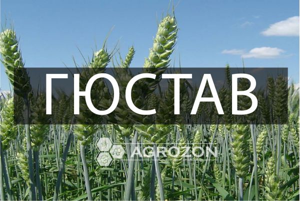 Купить Озимая пшеница Гюстав Saaten Union - 1 т в Украине ✔️AGROZON