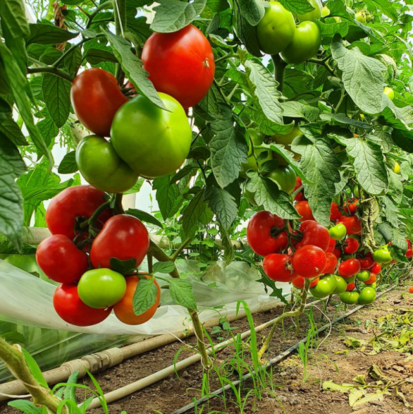 Томат Хаєт (Насіння) Sakata - 100 шт