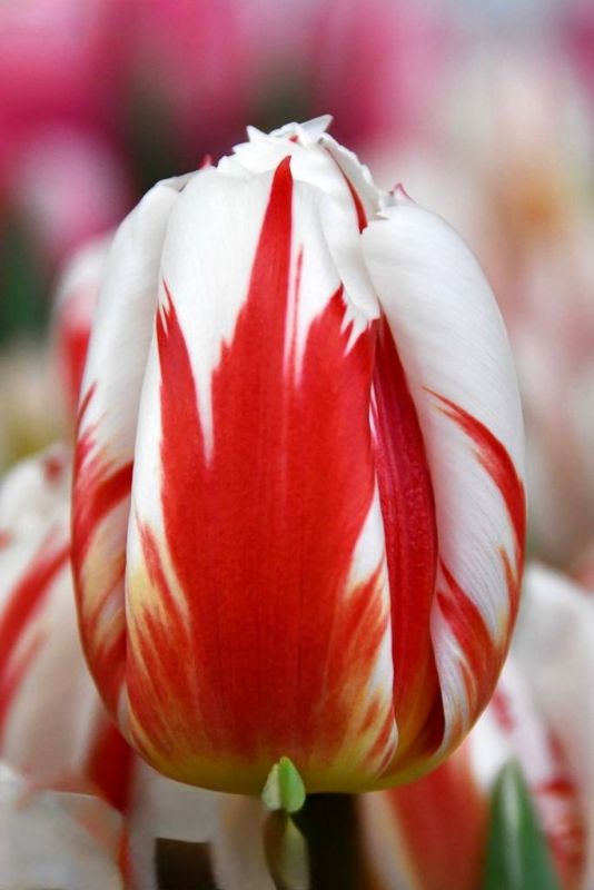 Бокс тюльпанів 72020 Holland Bulb Market - 100 цибулин