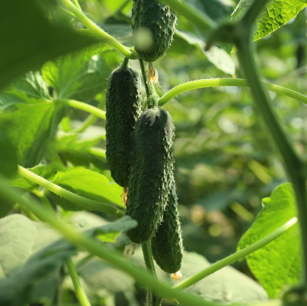 Огірок Хелена F1 (Насіння) Sakata - 1000 шт