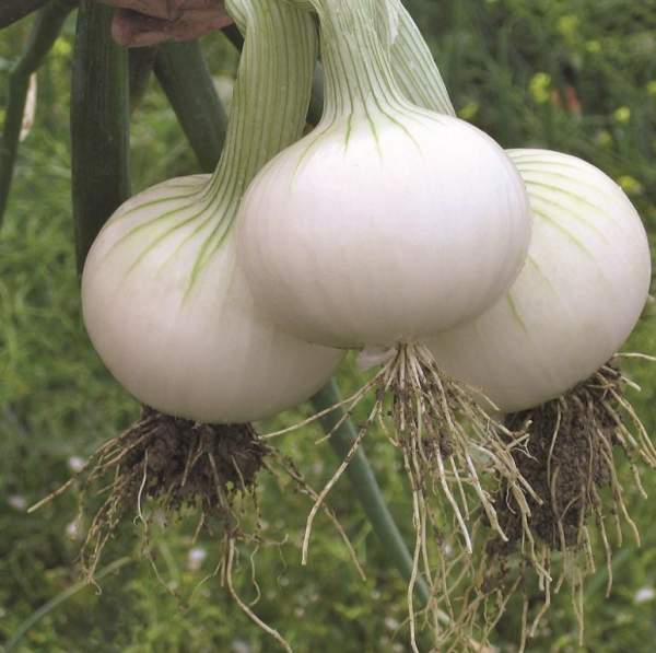 Цибуля Хієло (Насіння) Bejo Zaden - 250 000 шт