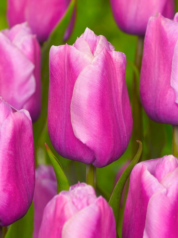 Бокс тюльпанів 72127 Holland Bulb Market - 300 цибулин
