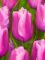 Бокс тюльпанів 72127 Holland Bulb Market - 300 цибулин