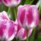 Бокс тюльпанів 72129 Holland Bulb Market - 300 цибулин