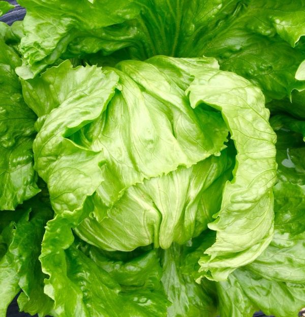 Салат Ікебанас (Насіння) Rijk Zwaan - 5000 драже