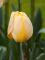 Бокс тюльпанів 72110 Holland Bulb Market - 300 цибулин