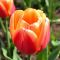 Бокс тюльпанів 72128 Holland Bulb Market - 300 цибулин