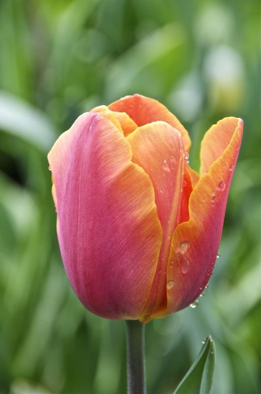 Бокс тюльпанів 72131 Holland Bulb Market - 300 цибулин