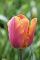 Бокс тюльпанів 72131 Holland Bulb Market - 300 цибулин