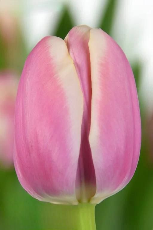 Бокс тюльпанів 72020 Holland Bulb Market - 100 цибулин