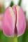 Бокс тюльпанів 72020 Holland Bulb Market - 100 цибулин