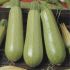 Кабачок Сцили F1 (Семена) Seminis