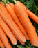 Морква Каданс F1 (1,6-1,8 мм) (Насіння) Nunhems - 100 000 шт