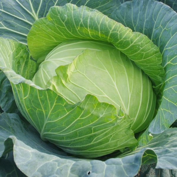 Капуста Калорама F1 (калібр) (Насіння) Rijk Zwaan - 2500 шт