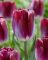 Бокс тюльпанів 72129 Holland Bulb Market - 300 цибулин
