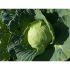 Капуста Бухарест F1 (Семена) Seminis - 2500 шт