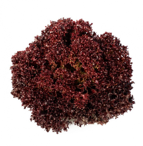 Салат Кармесі (Насіння) Rijk Zwaan - 5000 драже