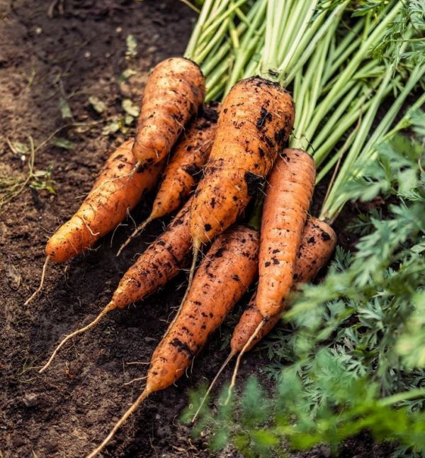 Морква Каротан  (калібр 1,6-1,8) (Насіння) Rijk Zwaan