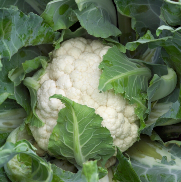 Капуста цвітна Каспер F1 (Насіння) Rijk Zwaan - 2500 шт