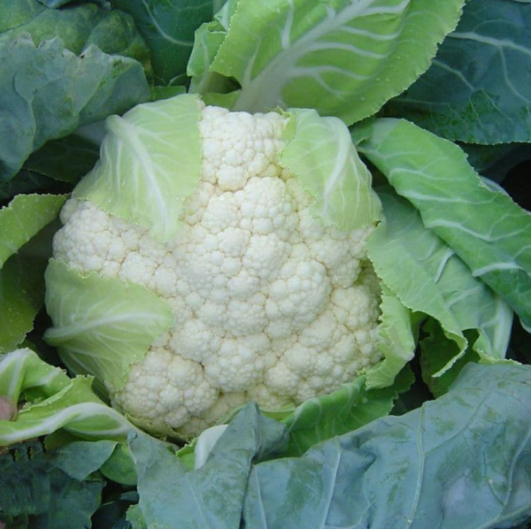 Капуста цветная Кастор F1 (Семена) Sakata - 1000 шт