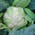 Капуста цвітна Кастор F1 (Насіння) Sakata - 1000 шт