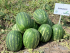 Кавун Грін Жар F1 (Насіння) Seminis - 1000 шт