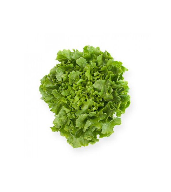 Эндивий Кейтел (Семена) Rijk Zwaan - 5000 шт