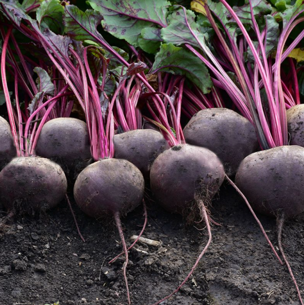 Буряк столовий Кестрел (Насіння) Sakata - 5000 шт