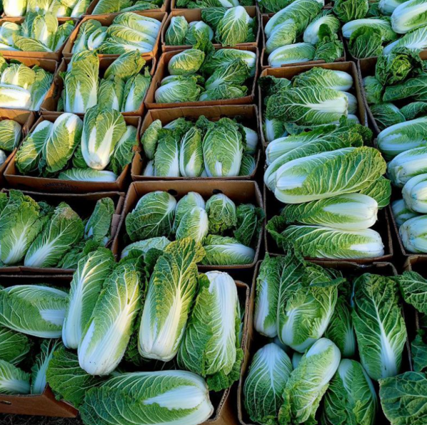 Капуста пекинская Кисеки (Семена) Sakata - 1000 шт