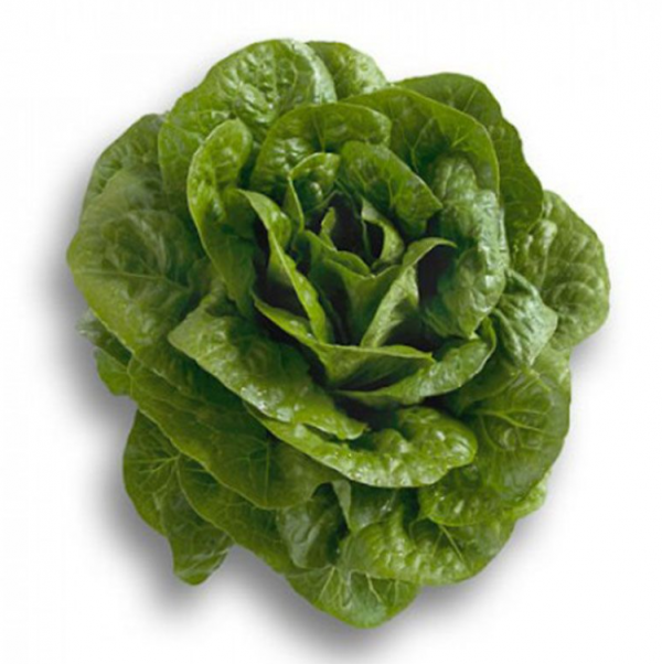 Салат Клаудиус (Семена) Rijk Zwaan - 5000 драже