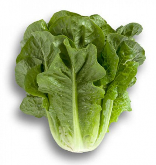 Салат Клаудиус (Семена) Rijk Zwaan - 5000 драже