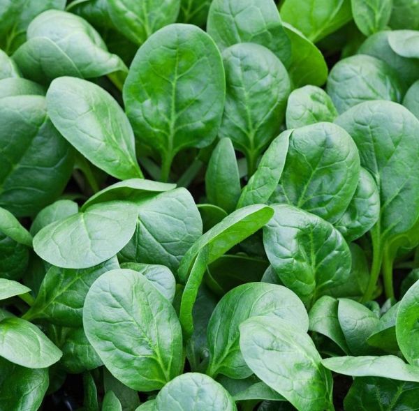 Шпинат Клиппер F1 (Семена) Sakata - 50 000 шт