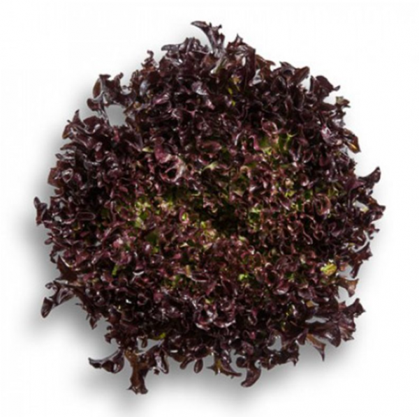 Салат Кодекс (Семена) Rijk Zwaan - 5000 драже