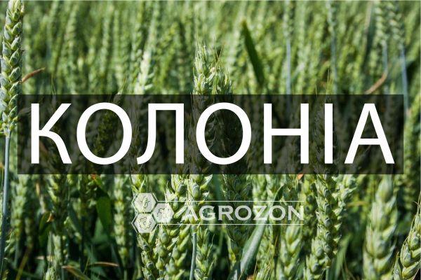 Озима пшениця Колоніа Limagrain - 1 т