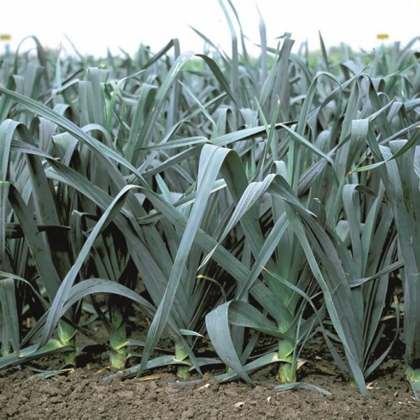 Цибуля-порей Колумбус (Насіння) Bejo Zaden - 10 000 шт